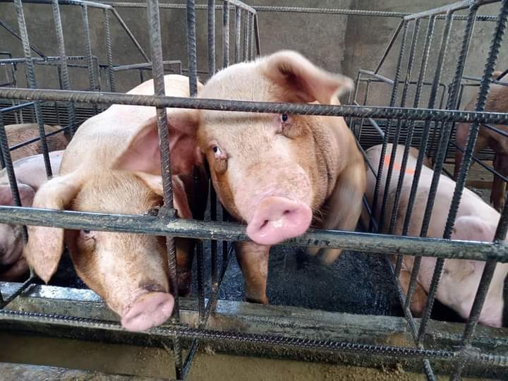 Pengiriman Ratusan Babi dari Bali ke Jakarta dan Bandung Digagalkan