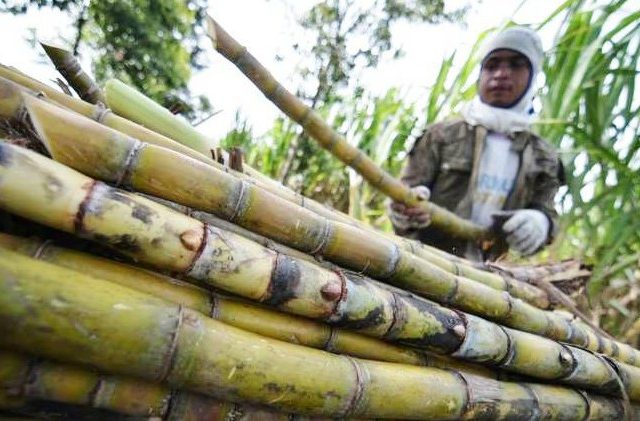 Jokowi Ingin Pabrik Gula Gunakan Teknologi Terkini
