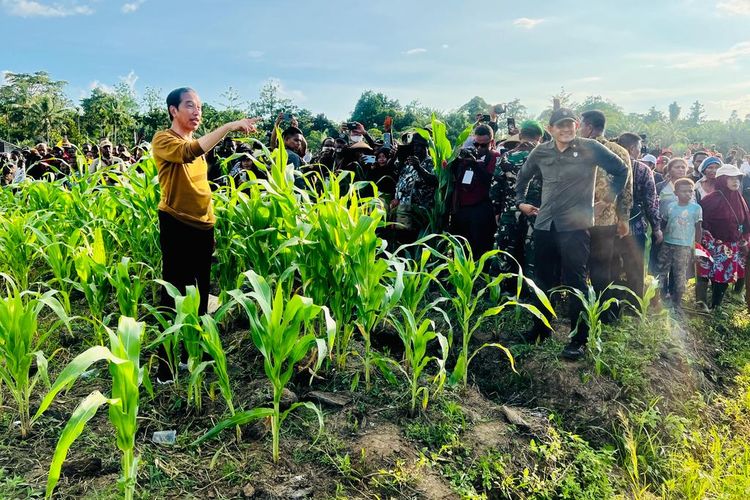 Jokowi Siapkan 10 Ribu Hektare Tanaman Jagung di Keerom
