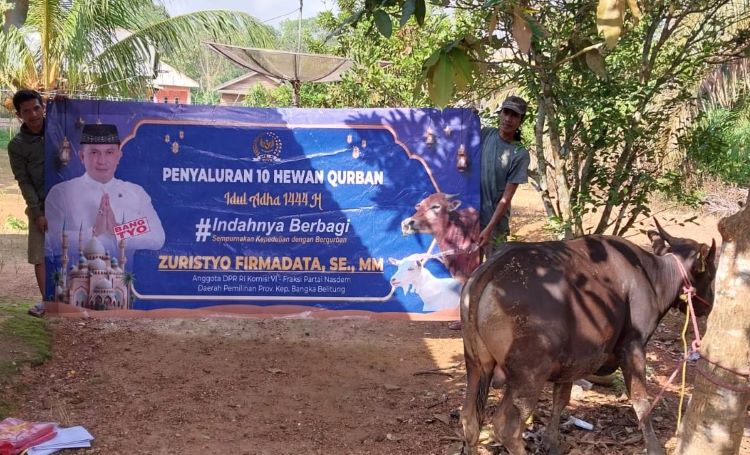 Bang Tyo Salurkan 10 Sapi Kurban ke Bangka Belitung