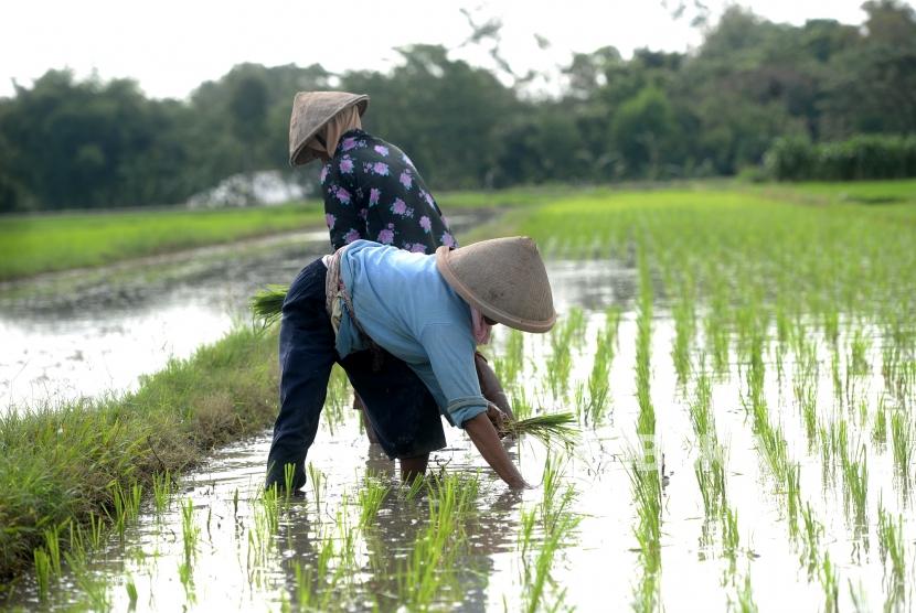 Mentan Minta Penanaman 1.000 Hektare Padi untuk Tingkatkan Produktivitas