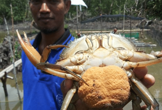 KKP Lepas Ekspor 1,7 Ton Kepiting Bakau dari Maluku ke Pasar ASEAN