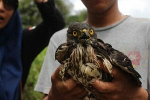 Patroli Siber Ungkap Kasus Perdagangan Satwa Dilindungi