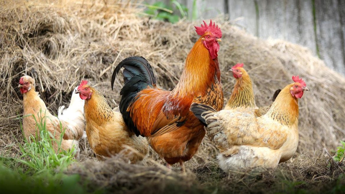 Ilmuwan Jepang Berhasil Baca Enam Suara Ayam