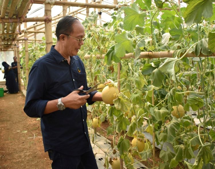 Ayep Zaki Panen Melon Perdana Sistem Greenhouse di Lodaya, Sukabumi