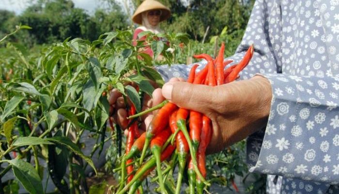 Cabai Diproduksi Masif di Food Estate Humbahas