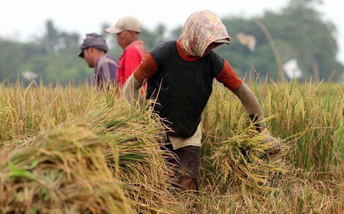 Jatim Optimis Wujudkan Kedaulatan Pangan Nasional