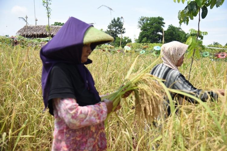 Amran Tekad Wujudkan Lumbung Pangan Dunia