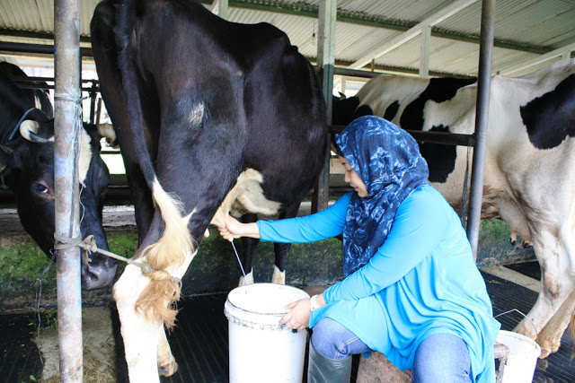 Sejumlah Emiten Susu Tersengat Sentimen bila Program Susu dan Makan Gratis Berjalan