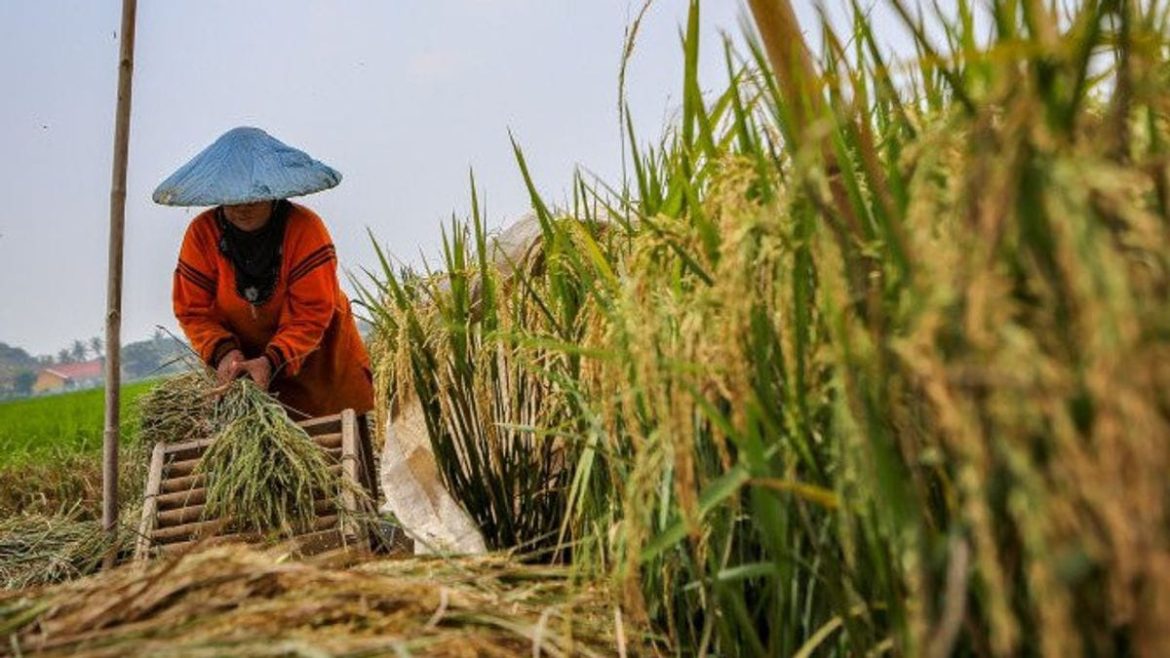 Amran: Harga Beras Tinggi Disebabkan Produksi Petani Alami Penurunan