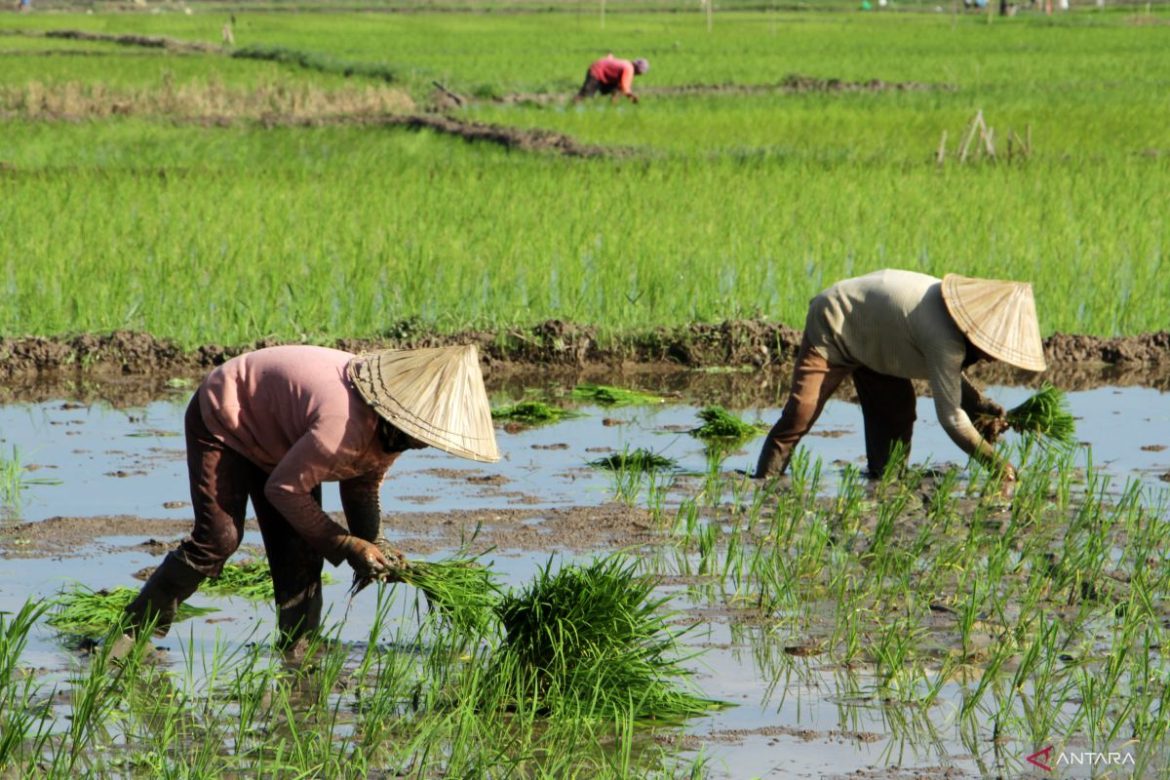 Jokowi Perpanjang Bantuan Gagal Panen bagi Petani Rp8 Juta Per Hektare