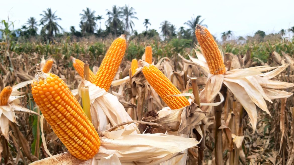 Bulog dan para Pengusaha Diminta Serapan Hasil Panen Raya Jagung