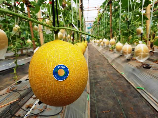 DBA Tawarkan Kemitraan Budidaya Melon Premium Berbasis Greenhouse