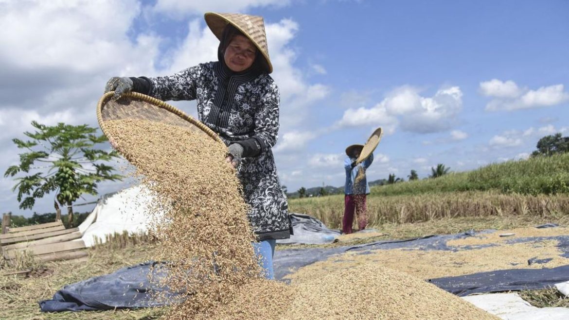 Harga Gabah Ambles Ancam Program Swasembada Pangan