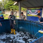 Panen Satu Ton Lele, Deni: Langkah Nyata Ansor Jatim Dukung Ketahanan Pangan 