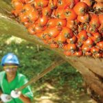 Indonesia Canangkan Swasembada BBM dan Energi