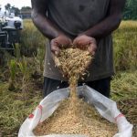 Jabar 352.680 Ton, Kontributor Terbesar Serapan Beras Nasional