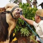 Netizen Terenyuh Lihat Air Mata Sapi Janoko