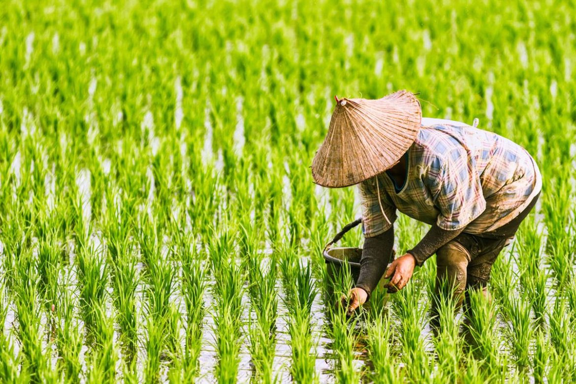 Potensi Pengembangan KDMP Berbasis Pangan dan Peran Bulog