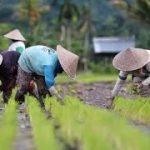 BRI Salurkan KUR Sebesar Rp54,9 Triliun, Pertanian Terbesar