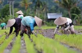 BRI Salurkan KUR Sebesar Rp54,9 Triliun, Pertanian Terbesar
