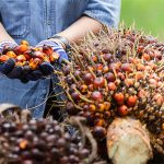 Kelapa Sawit Masuk dalam Perundingan Kemitraan dengan IEU