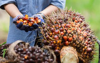 Kelapa Sawit Masuk dalam Perundingan Kemitraan dengan IEU