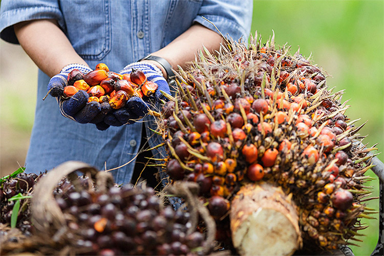 Kelapa Sawit Masuk dalam Perundingan Kemitraan dengan IEU