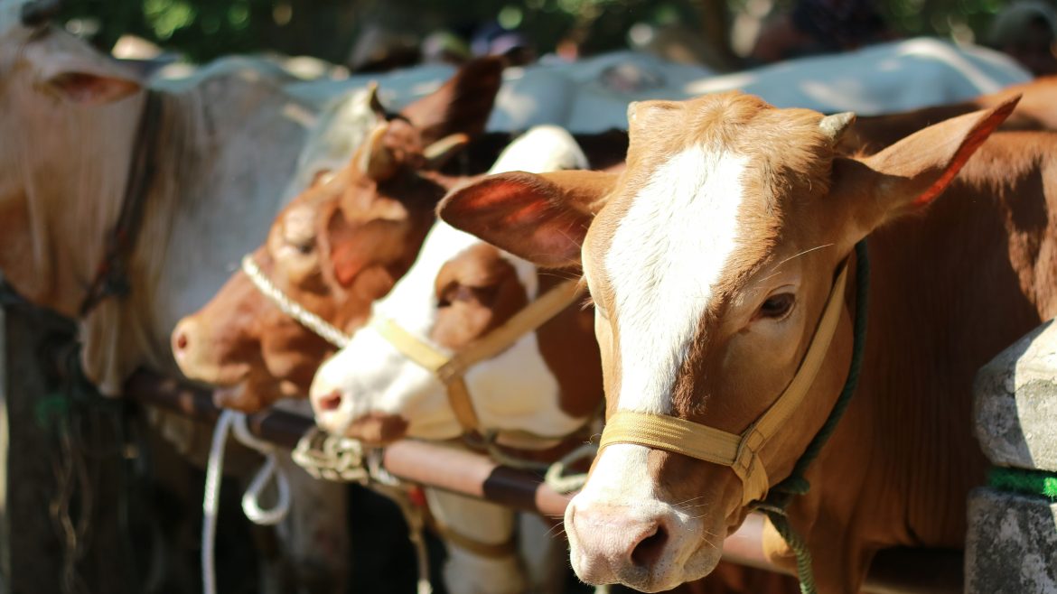 Sebanyak 735 Kurban Disalurkan Peringati Hari Raya Idul Adha 1446 Hijriah