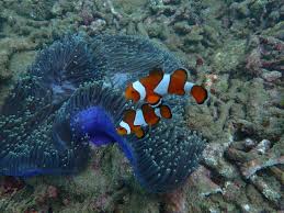 Himpunan Pengusaha Sedimentasi Laut Indonesia Jelaskan Peluang Besar bagi Pemanfaatan Ekonomi Hingga Iklim