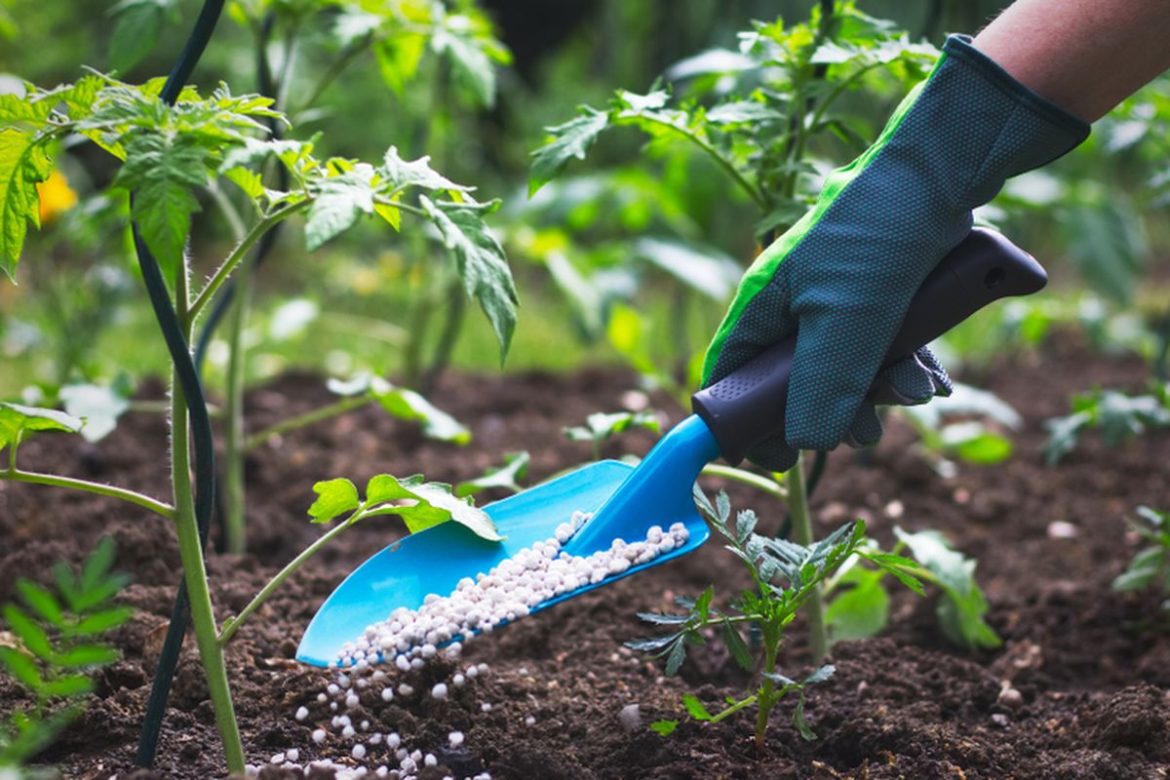 Peredaran Pupuk Palsu Rugikan Ekonomi dan Kerja Keras Petani