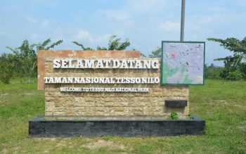 kawasan hutan Taman Nasional Tesso Nilo