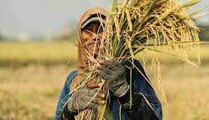 Indonesia Belajar dari Brasil untuk Tingkatkan Hasil Pertanian