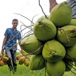 Kelapa Didorong Jadi Prioritas Baru di Luar Sektor Mineral