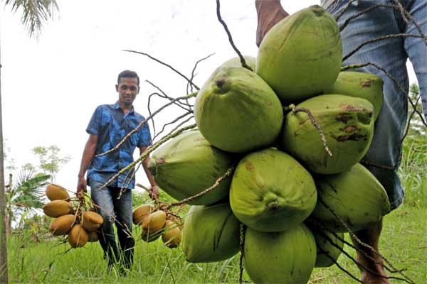 Kelapa Didorong Jadi Prioritas Baru di Luar Sektor Mineral