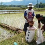 Koperasi Merah Putih Didorong Jadi Distributor Pupuk Hingga Hasil Panen Petani