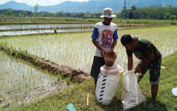Koperasi Merah Putih Didorong Jadi Distributor Pupuk Hingga Hasil Panen Petani