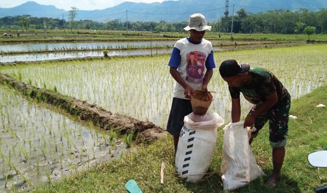 Koperasi Merah Putih Didorong Jadi Distributor Pupuk Hingga Hasil Panen Petani