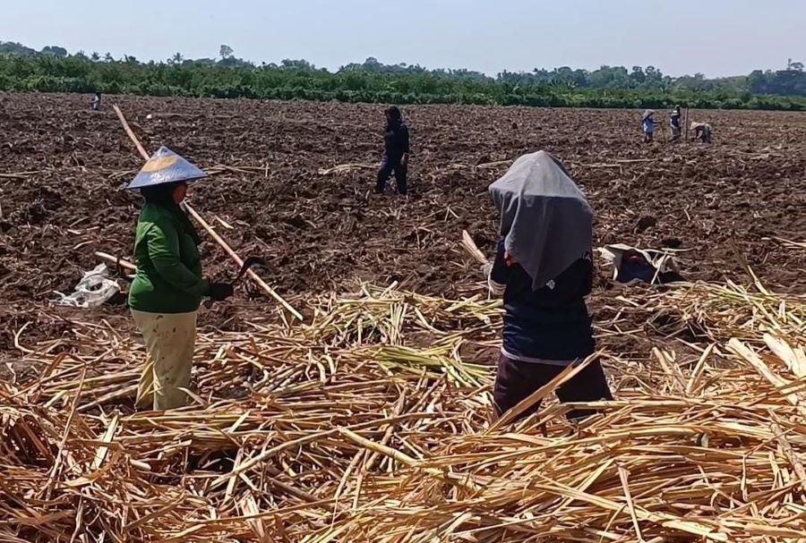 Bertani Tebu Tak Semanis Gula Tebu