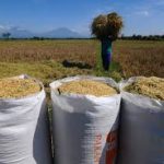 Anggaran Rp5 Triliun Didorong untuk Perkuat Penyerapan Gabah dan Jagung Petani