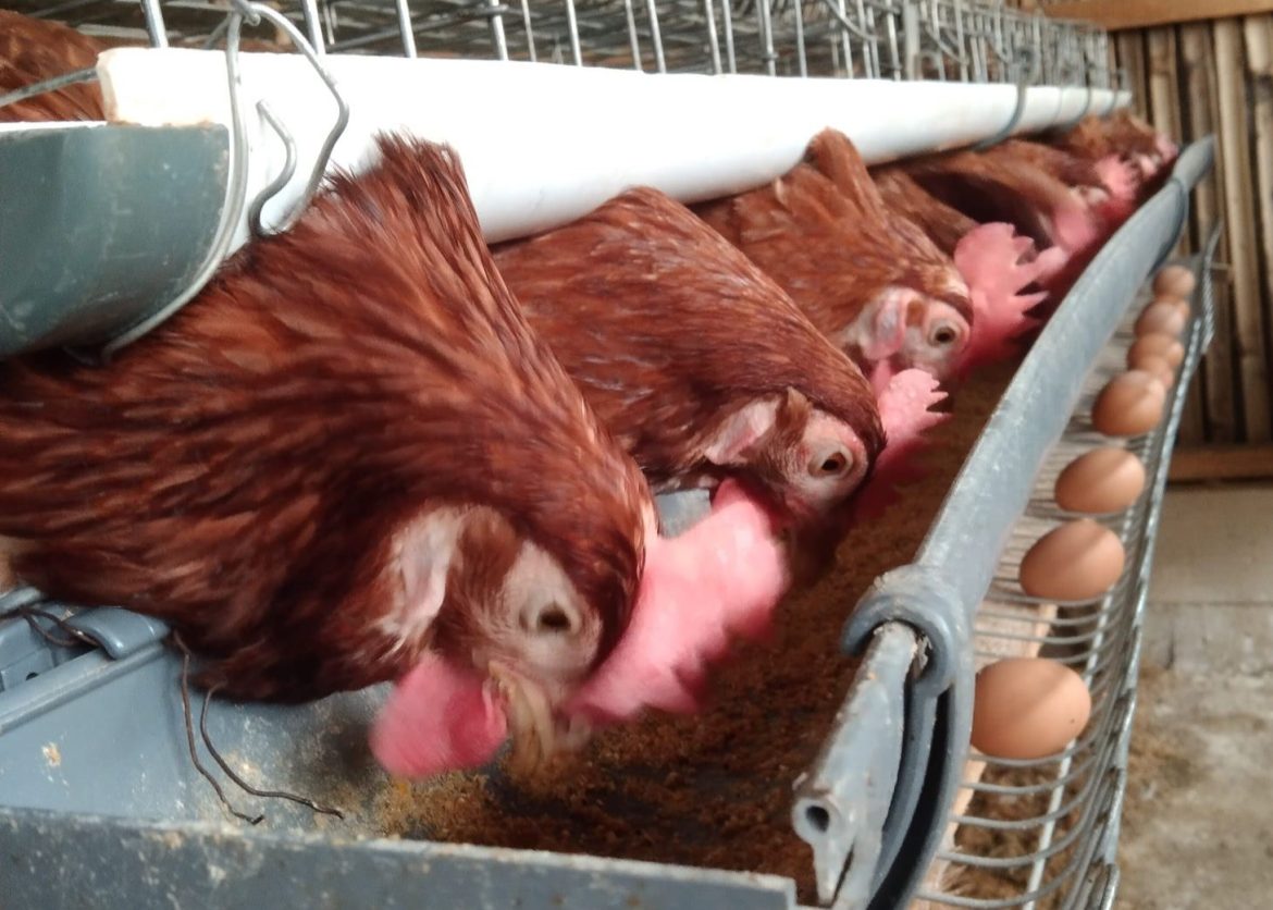 BGN Tanggapi Rp20 Triliun dari Danantara untuk para Peternak Ayam Pedaging dan Petelur Lokal