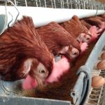 BGN Tanggapi Rp20 Triliun dari Danantara untuk para Peternak Ayam Pedaging dan Petelur Lokal