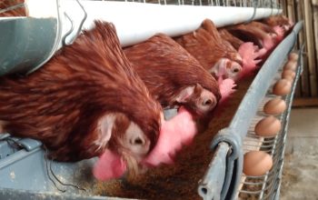 BGN Tanggapi Rp20 Triliun dari Danantara untuk para Peternak Ayam Pedaging dan Petelur Lokal