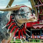 Pandji Bagikan Kabar Terbaru soal Sanksi Adat Toraja