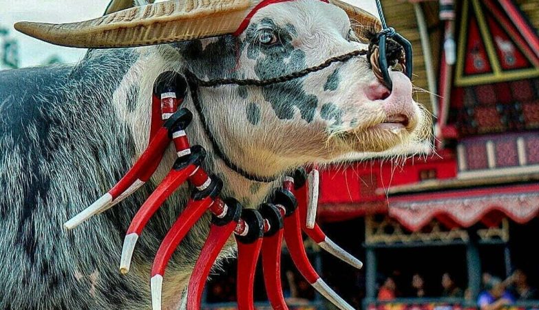 Pandji Bagikan Kabar Terbaru soal Sanksi Adat Toraja