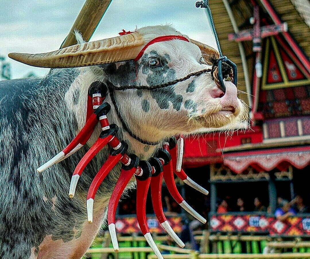 Pandji Bagikan Kabar Terbaru soal Sanksi Adat Toraja