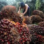 Produksi CPO Turun 5.062 Ribu Ton, India Melemah tapi Rusia Meningkat