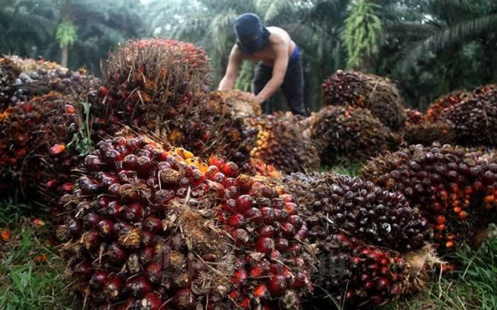 Produksi CPO Turun 5.062 Ribu Ton, India Melemah tapi Rusia Meningkat