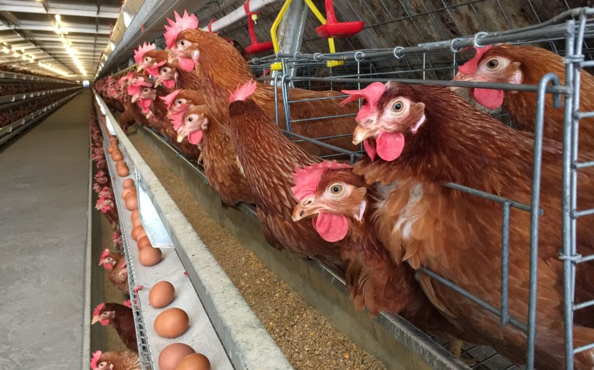 Program Makan Bergizi Gratis Diklaim Dorong Lonjakan Permintaan Produk Unggas