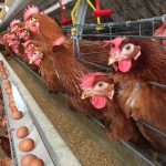 Program Makan Bergizi Gratis Diklaim Dorong Lonjakan Permintaan Produk Unggas